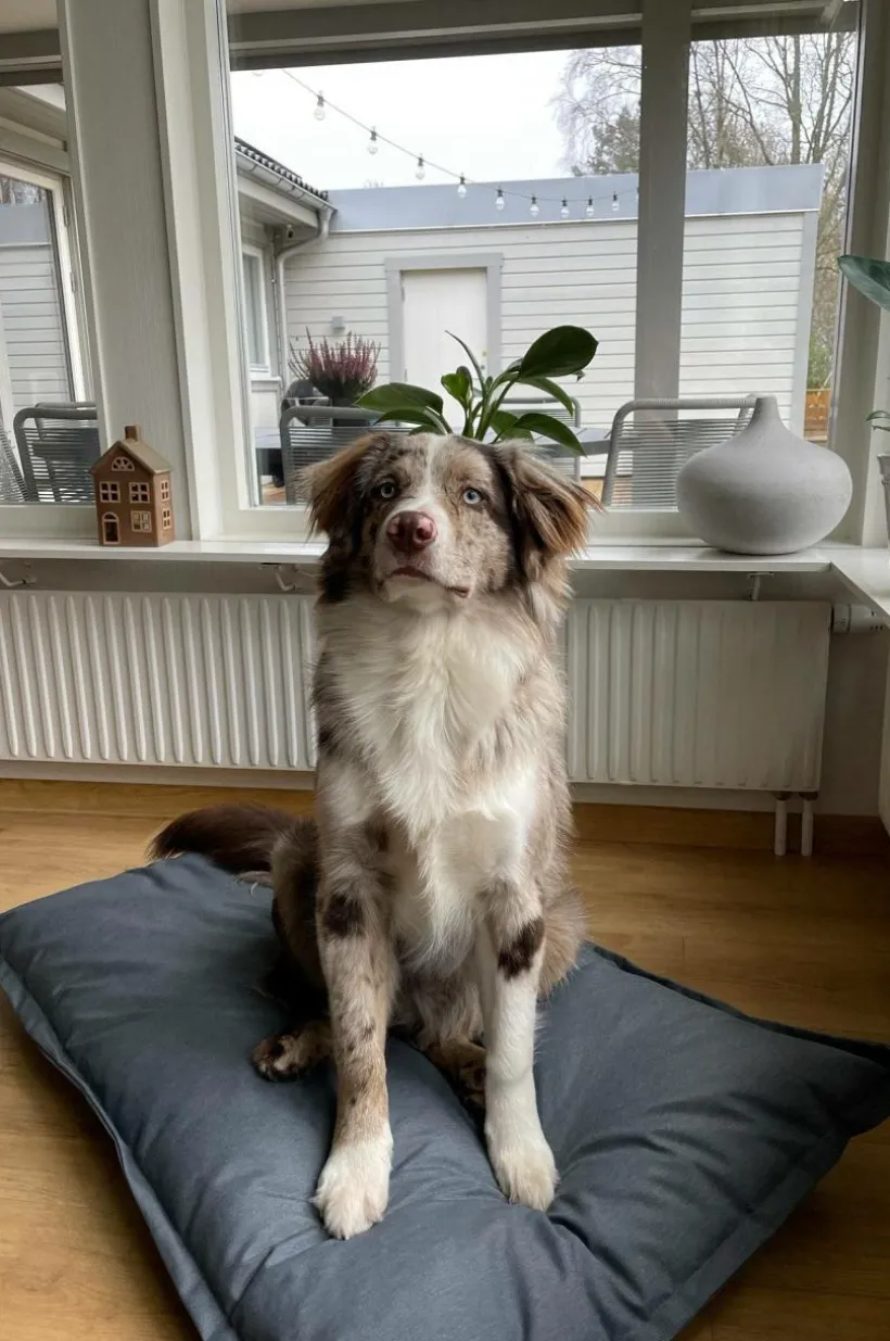 LOKI OUTDOOR Hundbädd/kattbädd 100x70 Cm