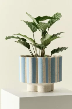 SIGFRID STRIPE Kruka