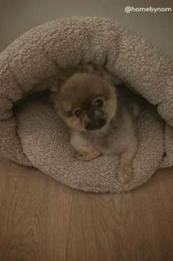 TEDDY Hundbädd/kattbädd