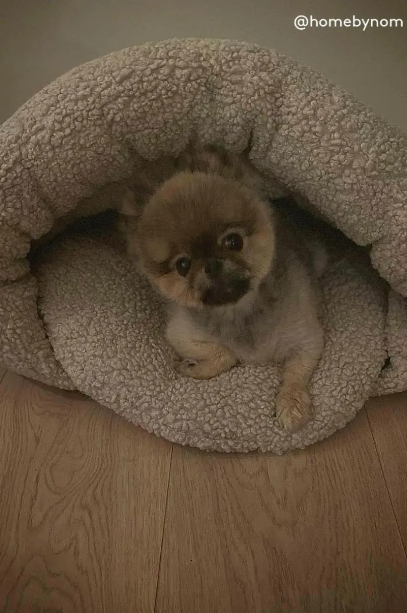 TEDDY Hundbädd/kattbädd