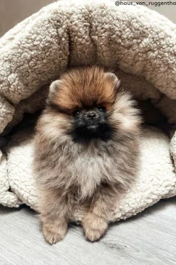 TEDDY Hundbädd/kattbädd