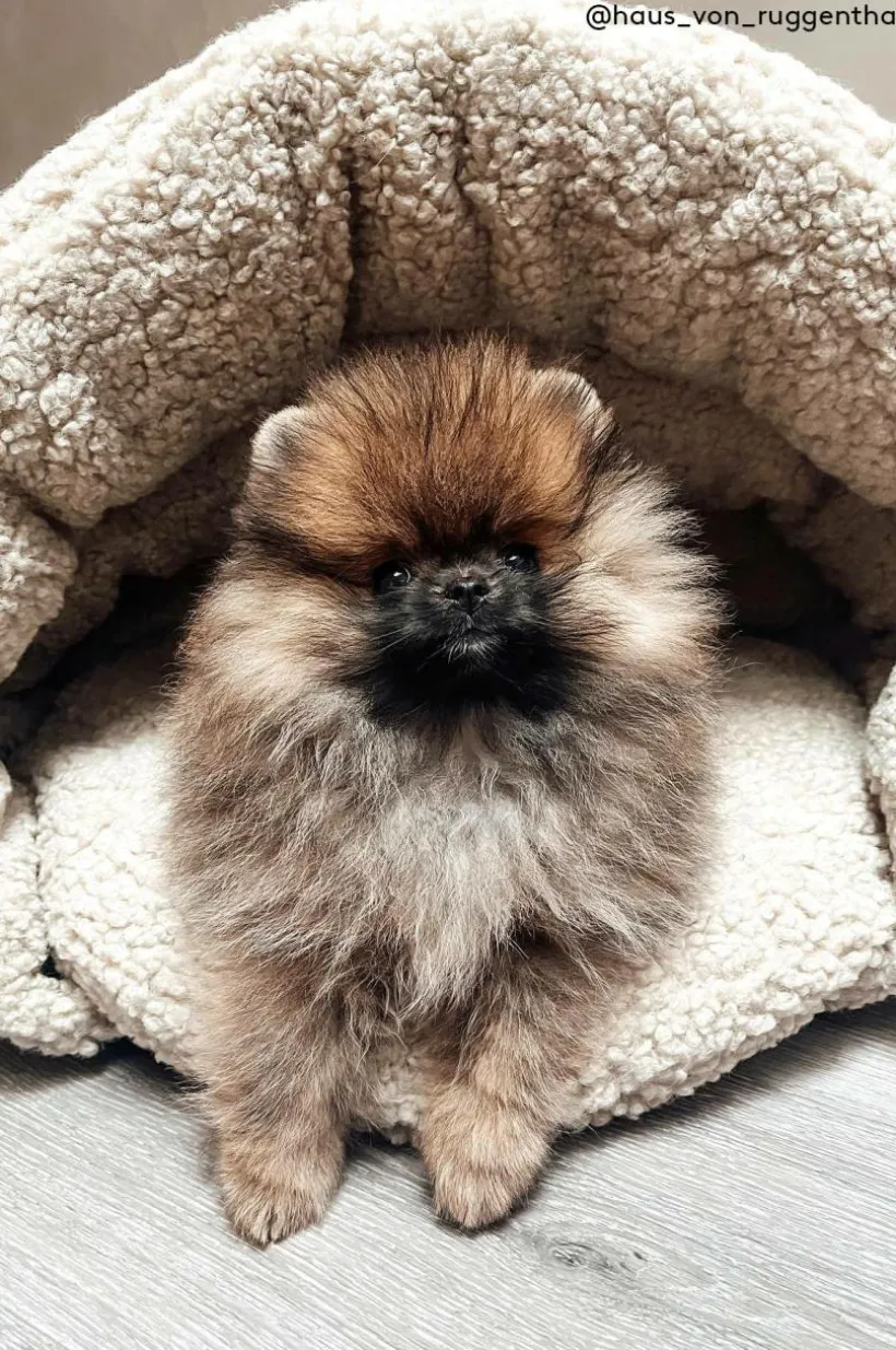 TEDDY Hundbädd/kattbädd